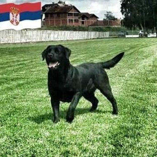 LABRADOR-RETRIVER---Posejdon---Natnikari