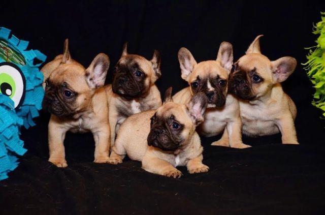 Francuski buldog OD KUCE DON