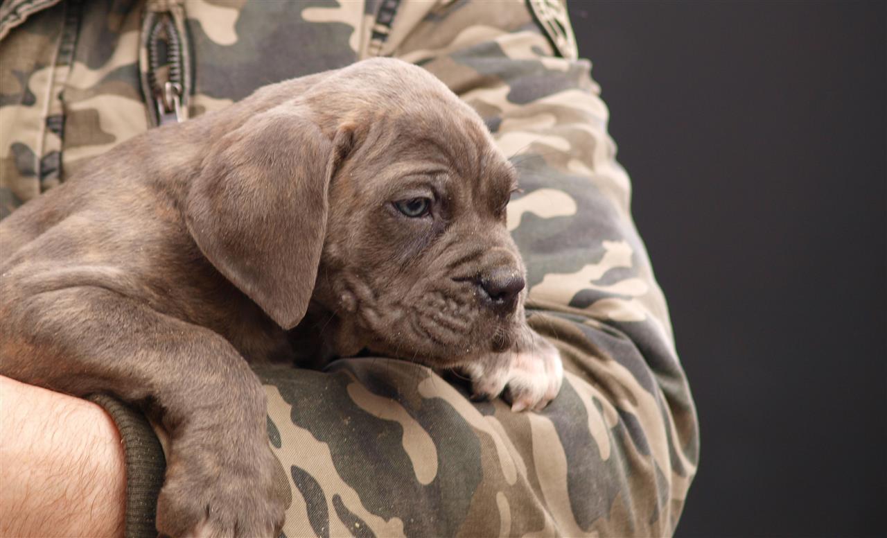 Cane-Corso-Stenci