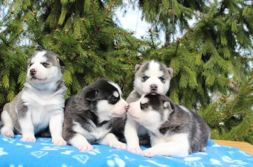 Sibirski-haski-i-samojed-stenci-