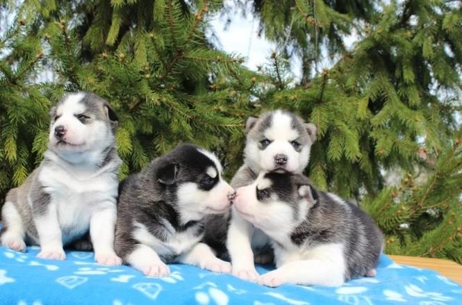 Sibirski haski i samojed stenci 
