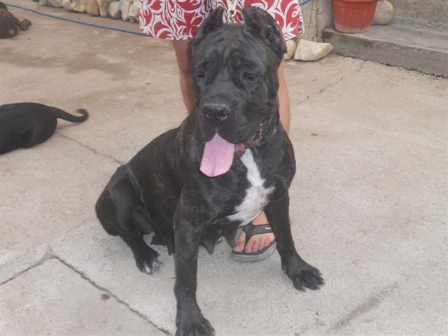 Cane Corso stenci