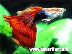 Akvarijumske-ribice-