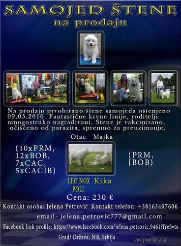 Samojed prvobirano štene