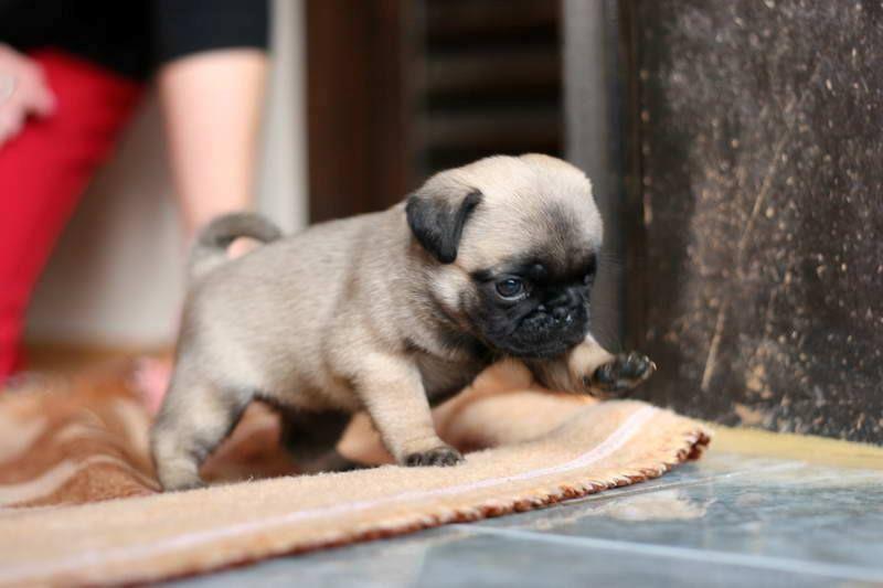 Mops--stenci-