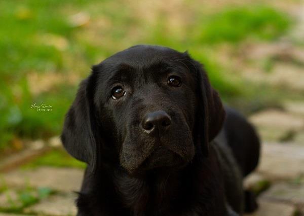 Labrador-Retriver-štenci
