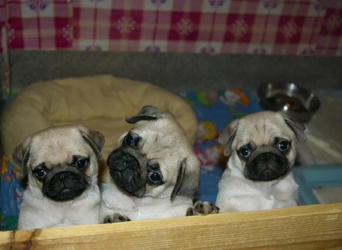 Mops i kavalirski spanijel stenci na prodaju