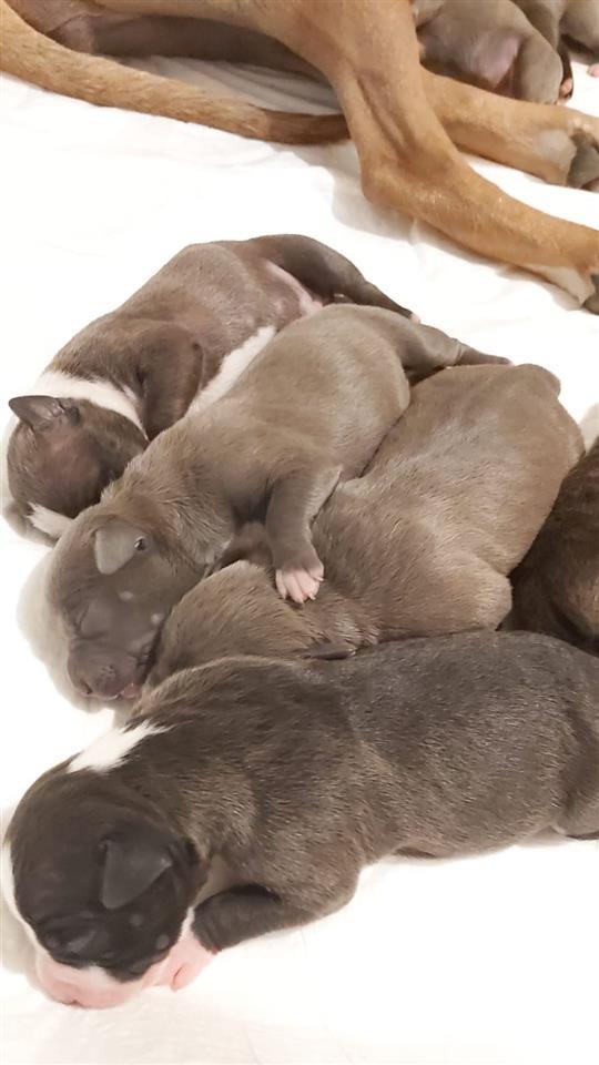 Pit-bul-štenci