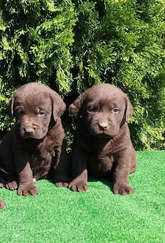 Labrador-retriver-