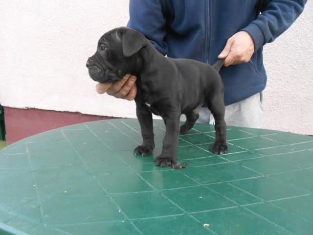 Cane Corso stenci  kvalitetni