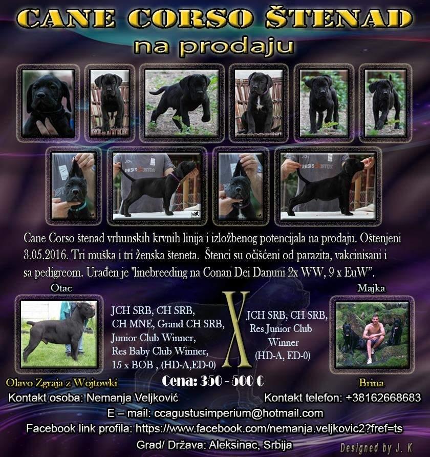Cane-Corso-štenad-na-prodaju