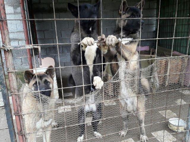 Američka-Akita-štenci