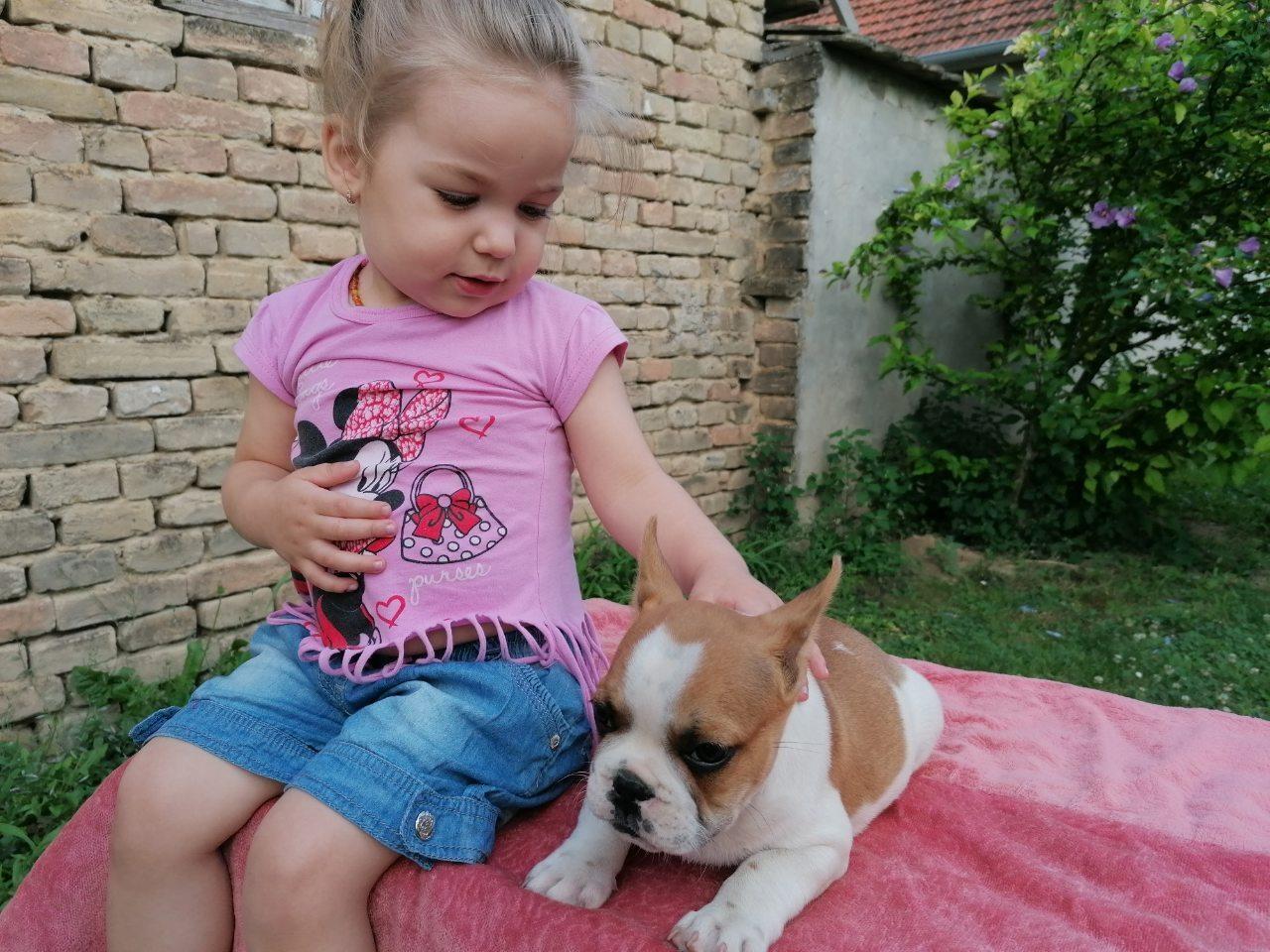Francuski-buldog-štenci