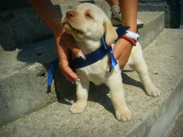 Stenci-labradora