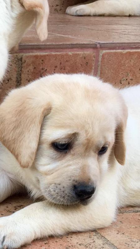 Labrador-retriver-štenci-