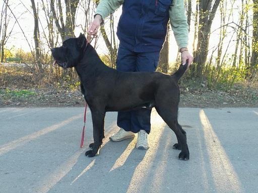 Cane-corso-stenci