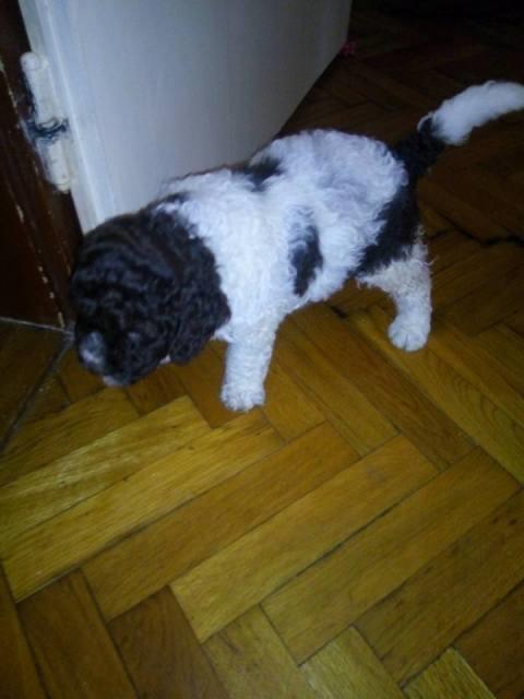 Lagotto-romagnolo--štenci