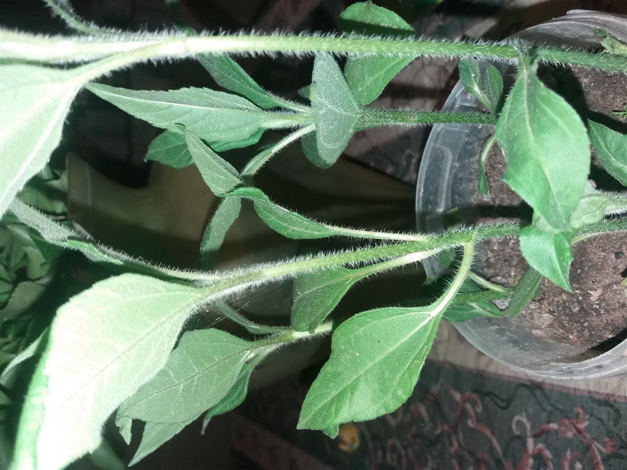 Rudbekia-sadnica-