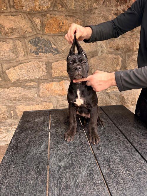Cane-Corso-štenci