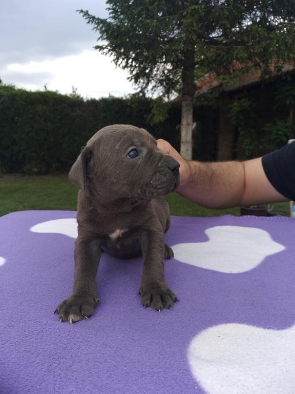 Cane-corso-stenci