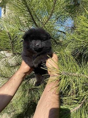 Pomeranac