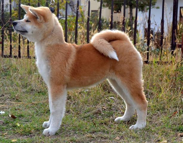 Akita-inu-zenka-