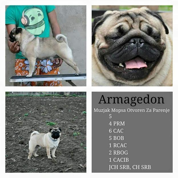 Mops--prelepi-štenci
