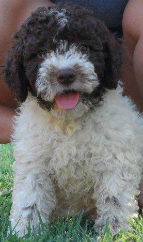 Lagotto-Romagnolo-štenci