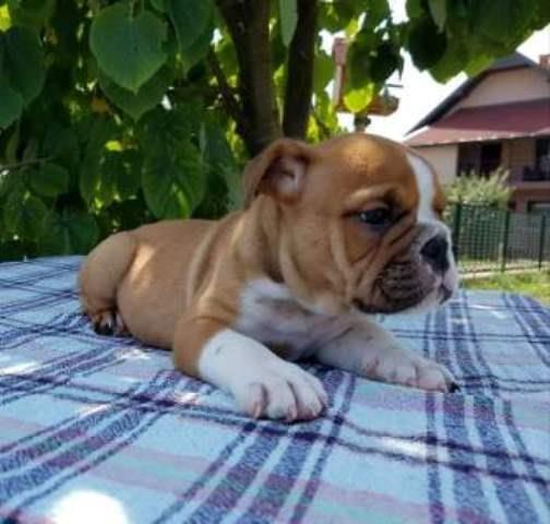 Engleski-buldog--zensko-stene