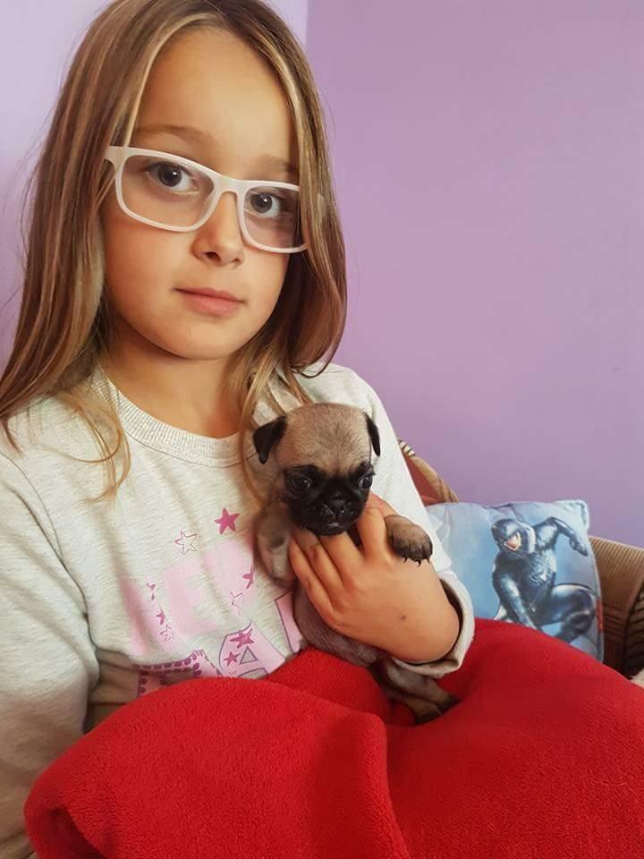 Mops-stenad