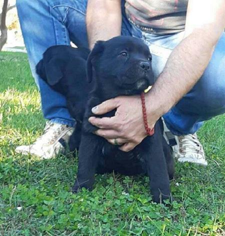 Cane-Corso