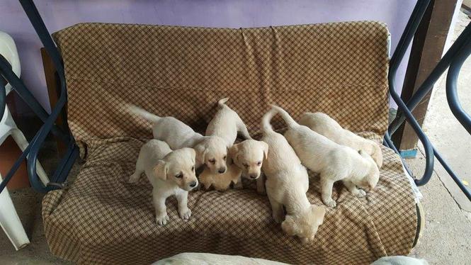 Stene labradora, Pas