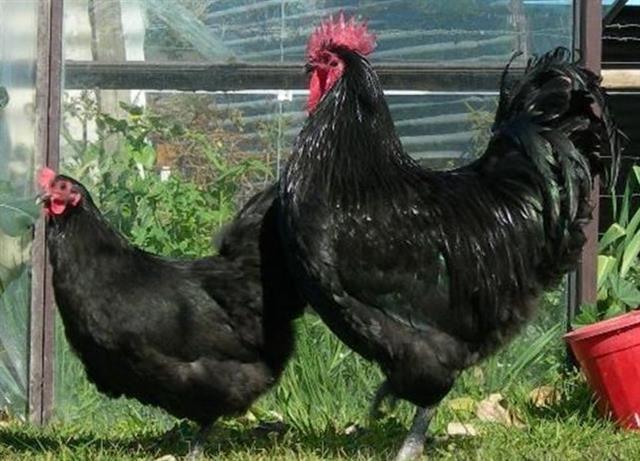 Rasna zivina Australorp