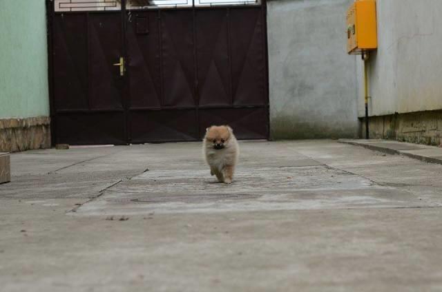 Pomeranski-špic-