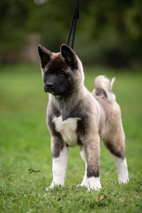 Americka-Akita