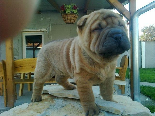 Sar-Pei-Shar-Pei-stenad
