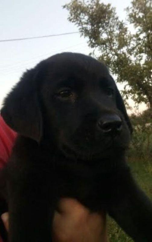 -Labrador-retriver-stenad-