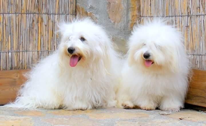 Coton-de-Tulear