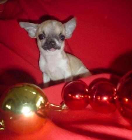 Civava-i-micro-chiuhuahua