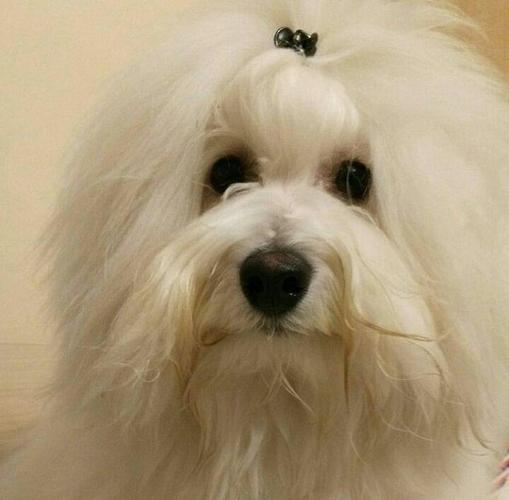 Coton de Tulear