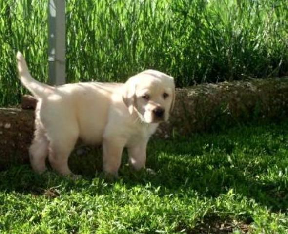 LABRADOR-RETRIVER-