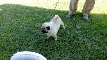 Mops-stenad