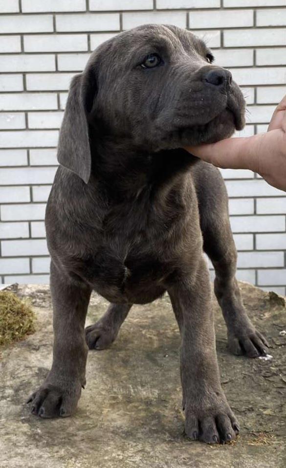Cane-Corso-stenci-