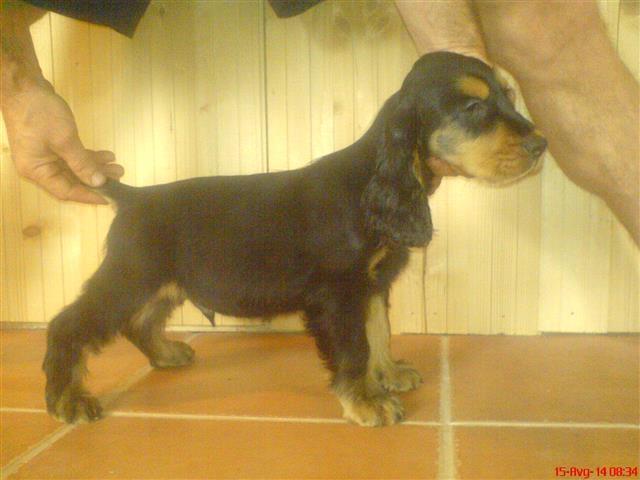 Koker-Spanijel-stene