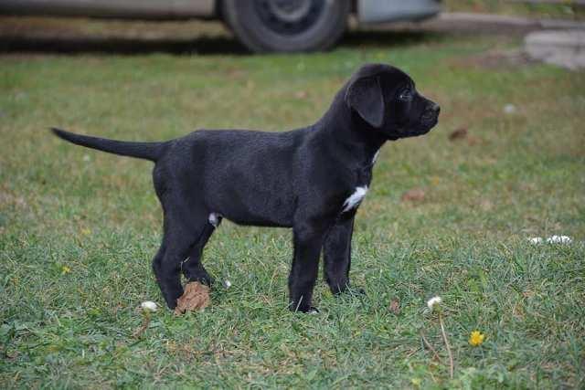 Cane-Corso--štenci
