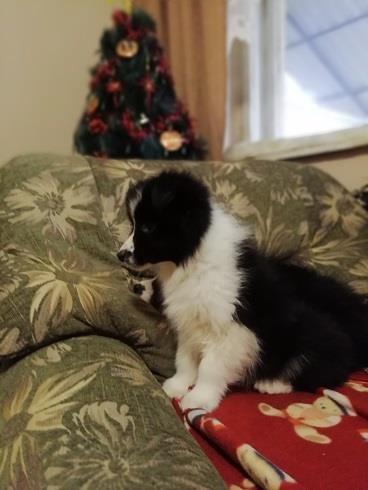 Border-Collie-štenci