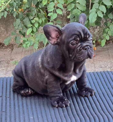 Francuski-buldog