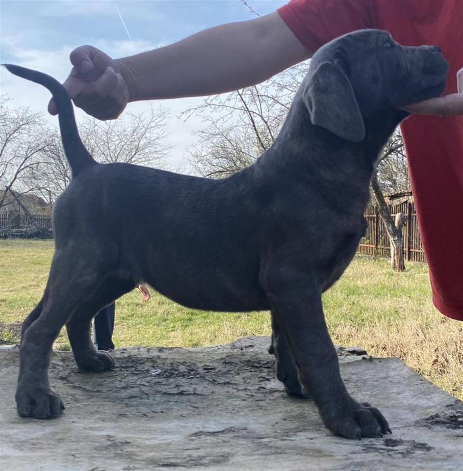 Cane-Corso-stenci-