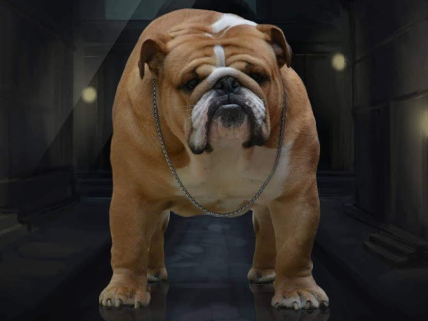 Engleski-Buldog-