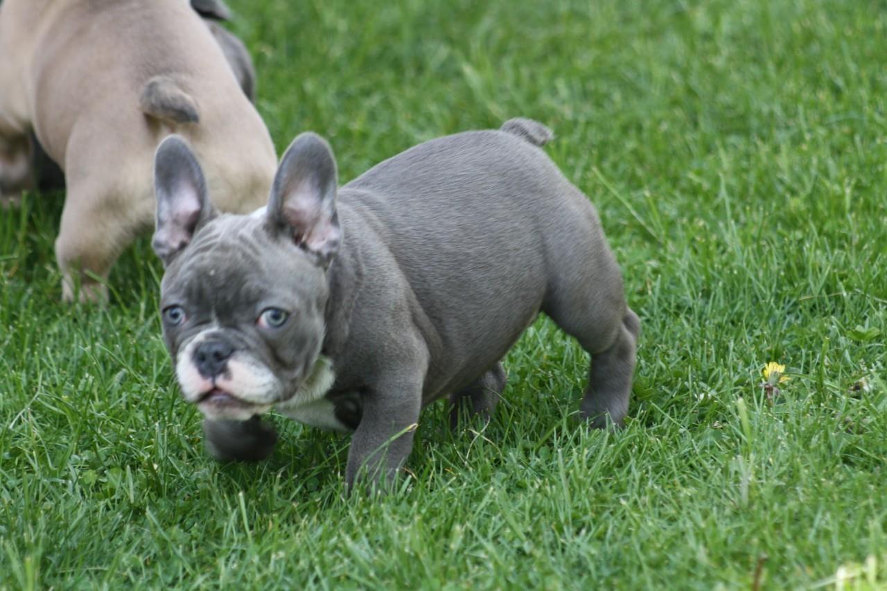 Francuski-Buldog-plavi-štenci